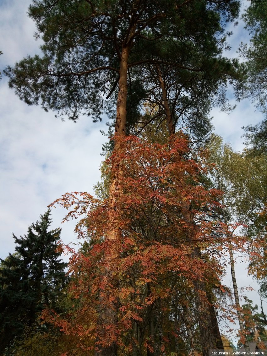 Разнообразие красок осени | Бэйбики Разнообразие красок осени