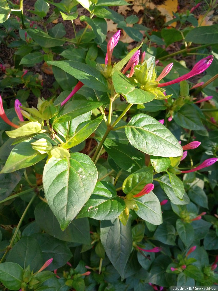 Разнообразие красок осени | Бэйбики Разнообразие красок осени