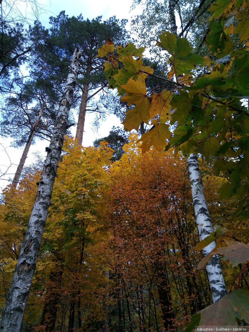 Разнообразие красок осени | Бэйбики Разнообразие красок осени