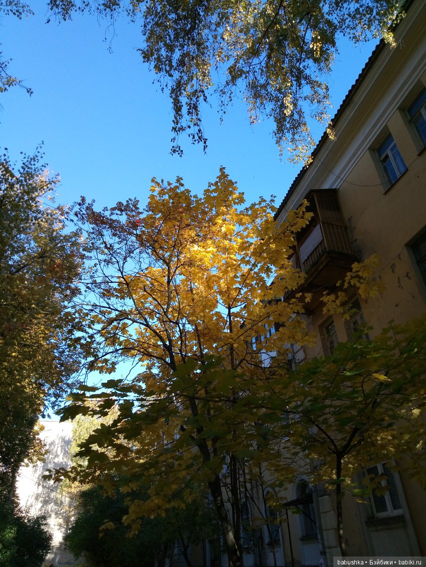 Разнообразие красок осени | Бэйбики Разнообразие красок осени