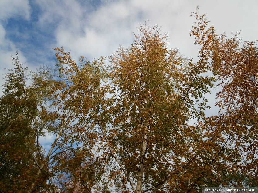 Разнообразие красок осени | Бэйбики Разнообразие красок осени