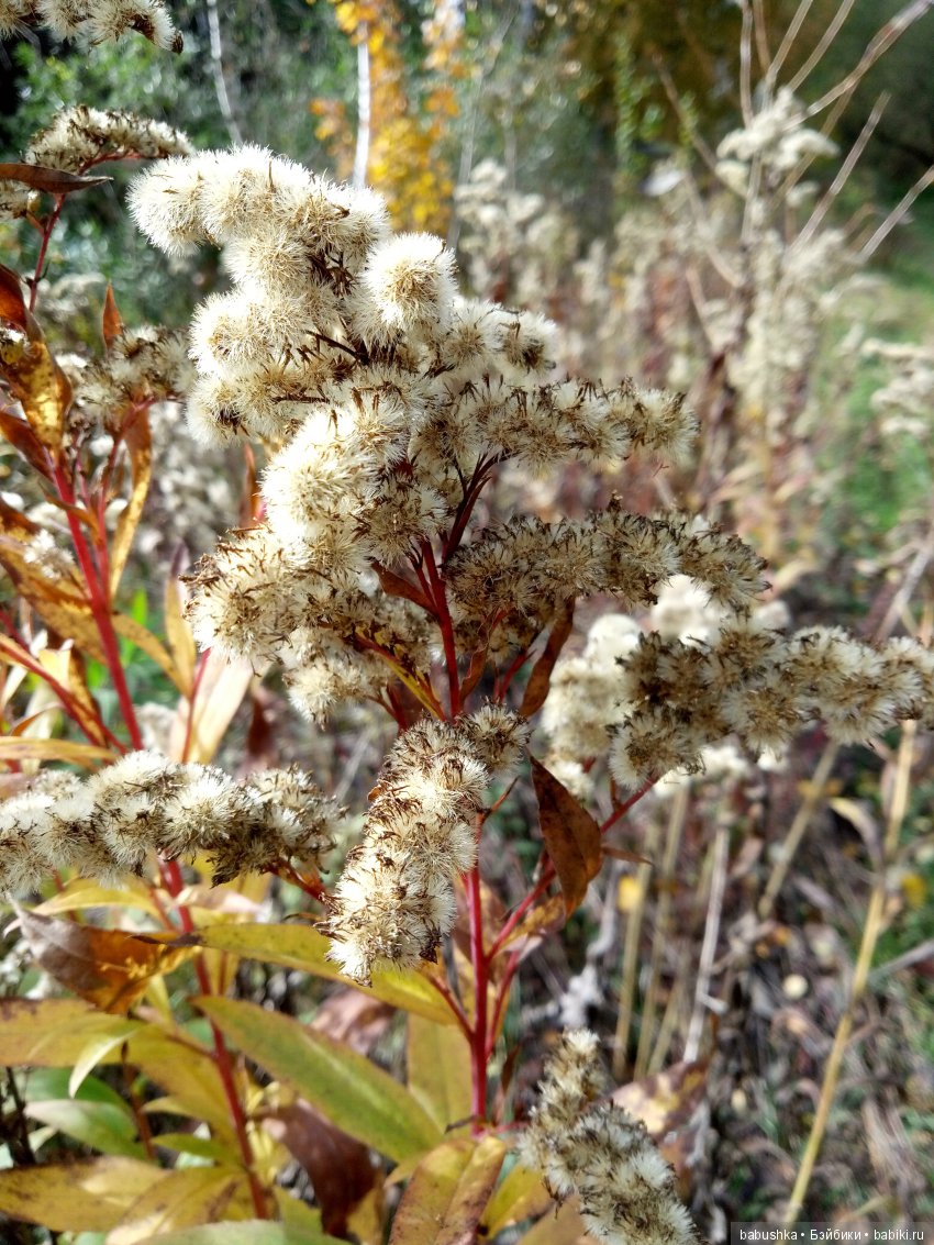 Разнообразие красок осени | Бэйбики Разнообразие красок осени