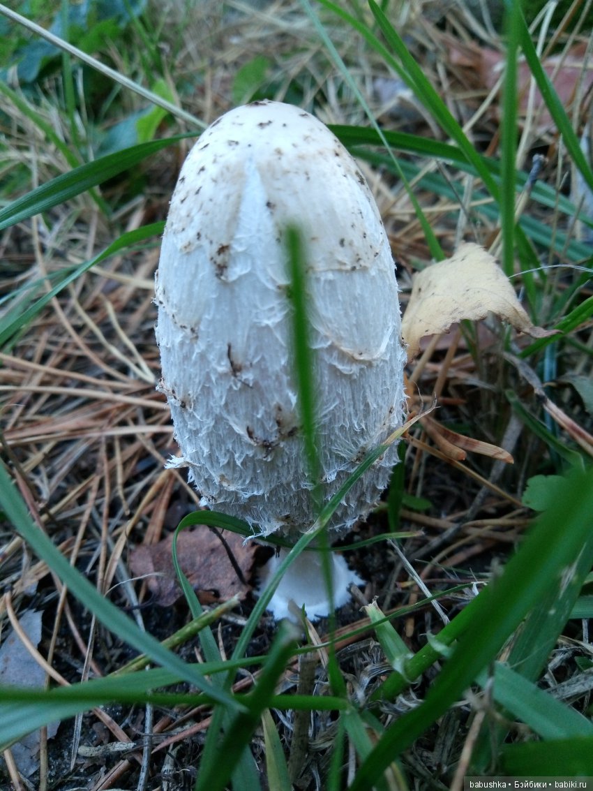 Разнообразие красок осени | Бэйбики Разнообразие красок осени