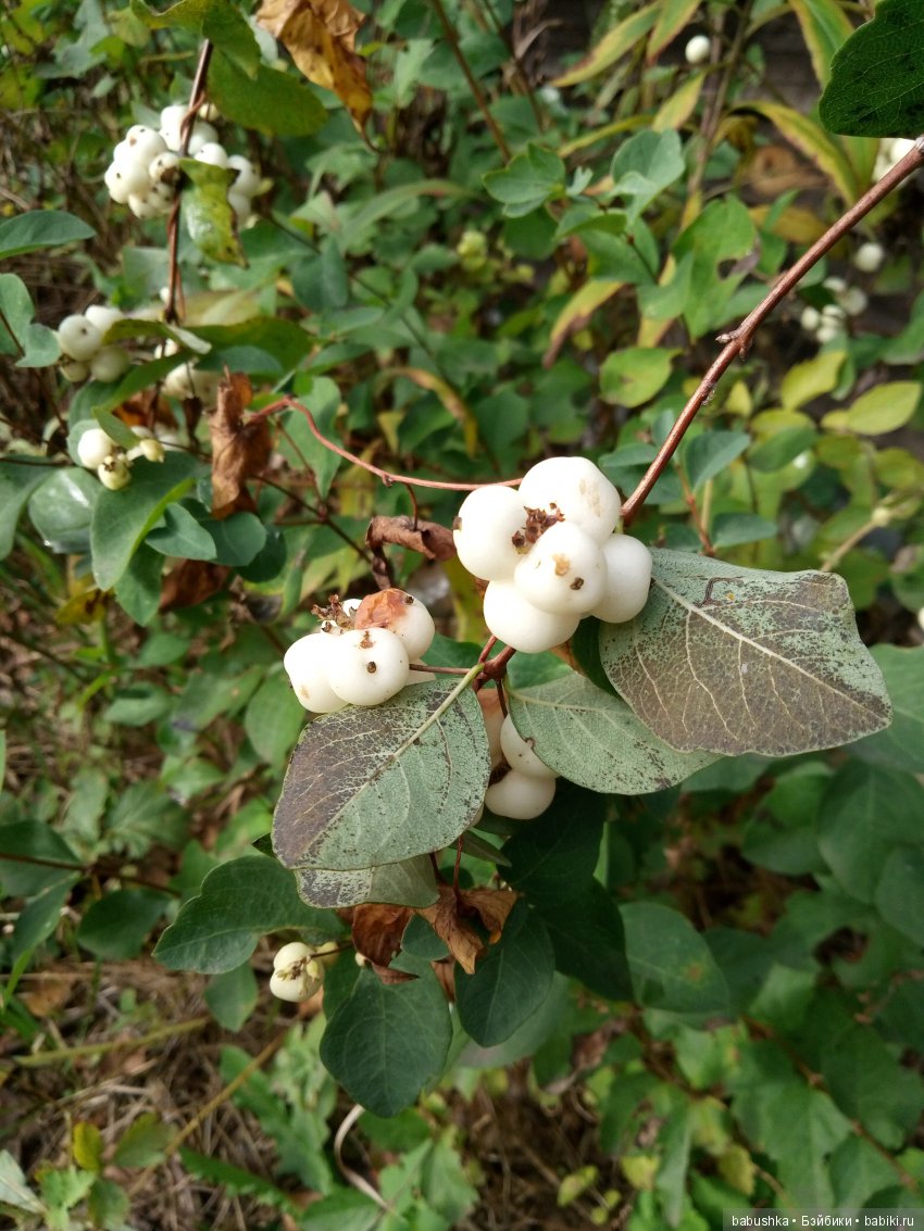 Разнообразие красок осени | Бэйбики Разнообразие красок осени