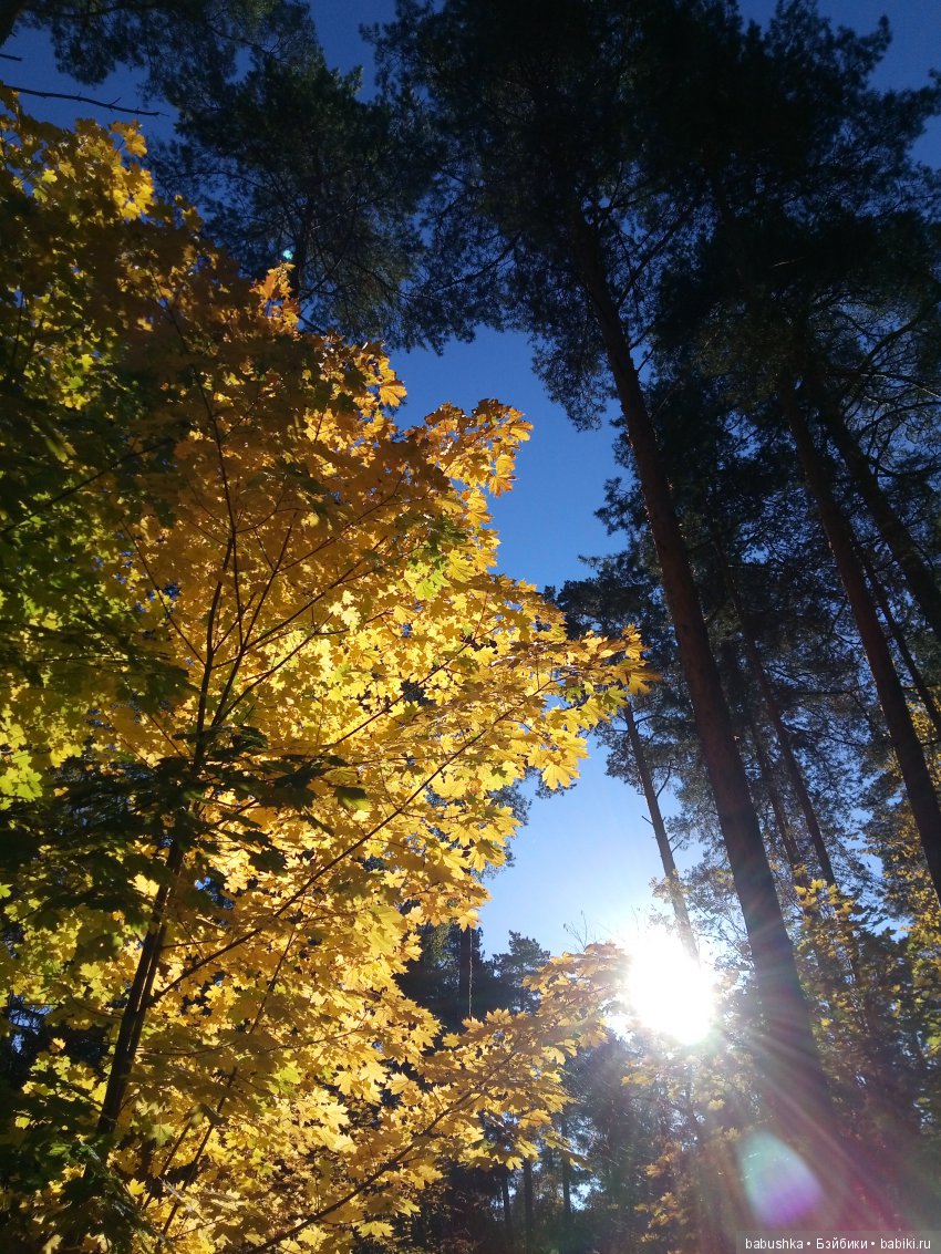 Разнообразие красок осени | Бэйбики Разнообразие красок осени