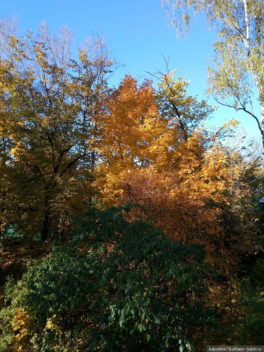 Разнообразие красок осени | Бэйбики Разнообразие красок осени