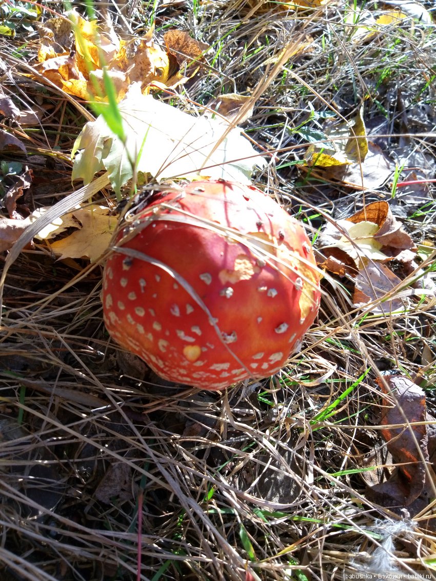 Разнообразие красок осени | Бэйбики Разнообразие красок осени (фото 3)