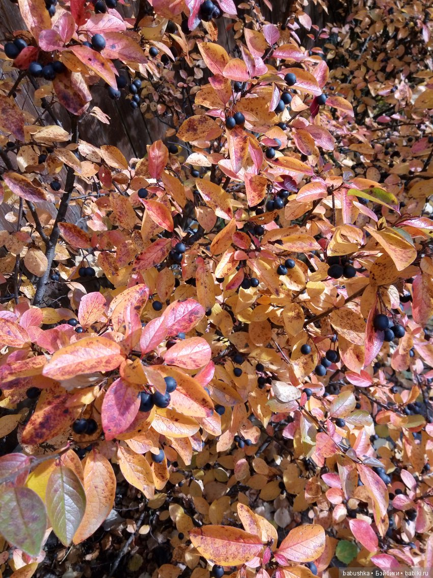 Разнообразие красок осени | Бэйбики Разнообразие красок осени