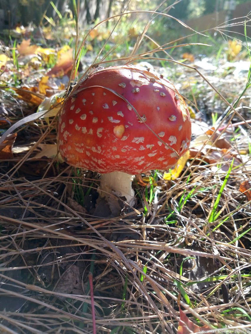 Разнообразие красок осени | Бэйбики Разнообразие красок осени (фото 2)