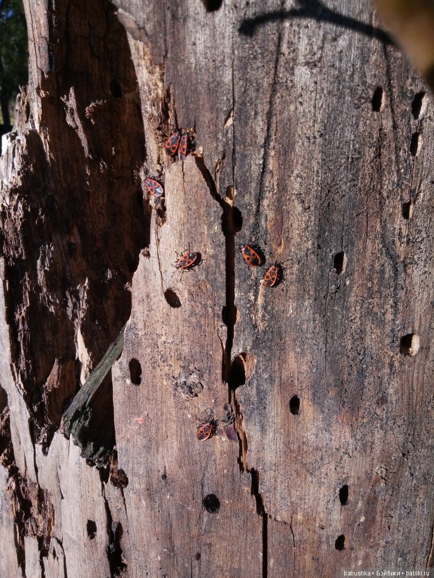 Разнообразие красок осени | Бэйбики Разнообразие красок осени