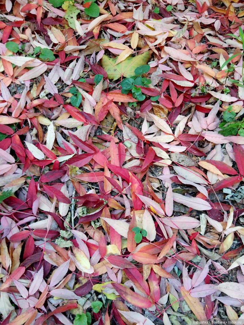 Разнообразие красок осени | Бэйбики Разнообразие красок осени