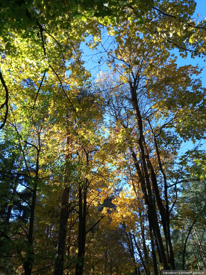 Разнообразие красок осени | Бэйбики Разнообразие красок осени (фото 5)