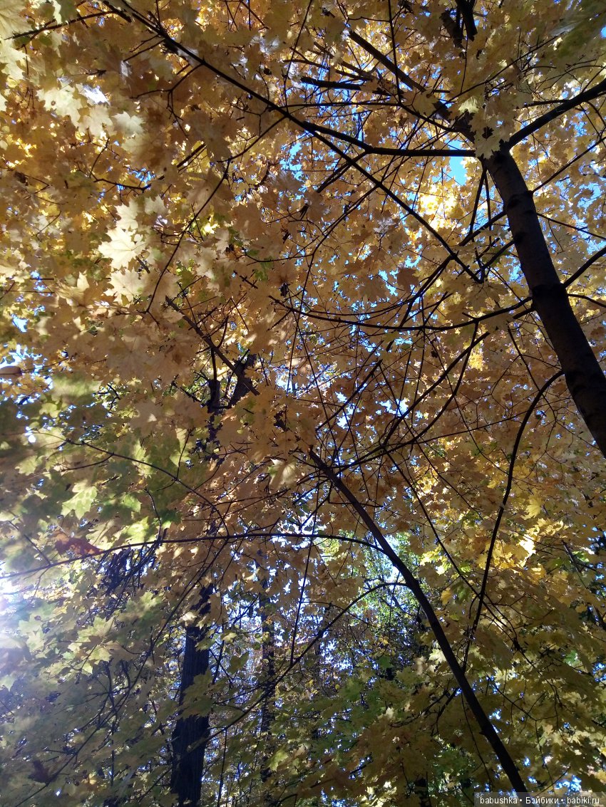 Разнообразие красок осени | Бэйбики Разнообразие красок осени (фото 10)