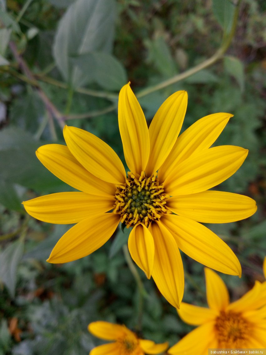 Разнообразие красок осени | Бэйбики Разнообразие красок осени