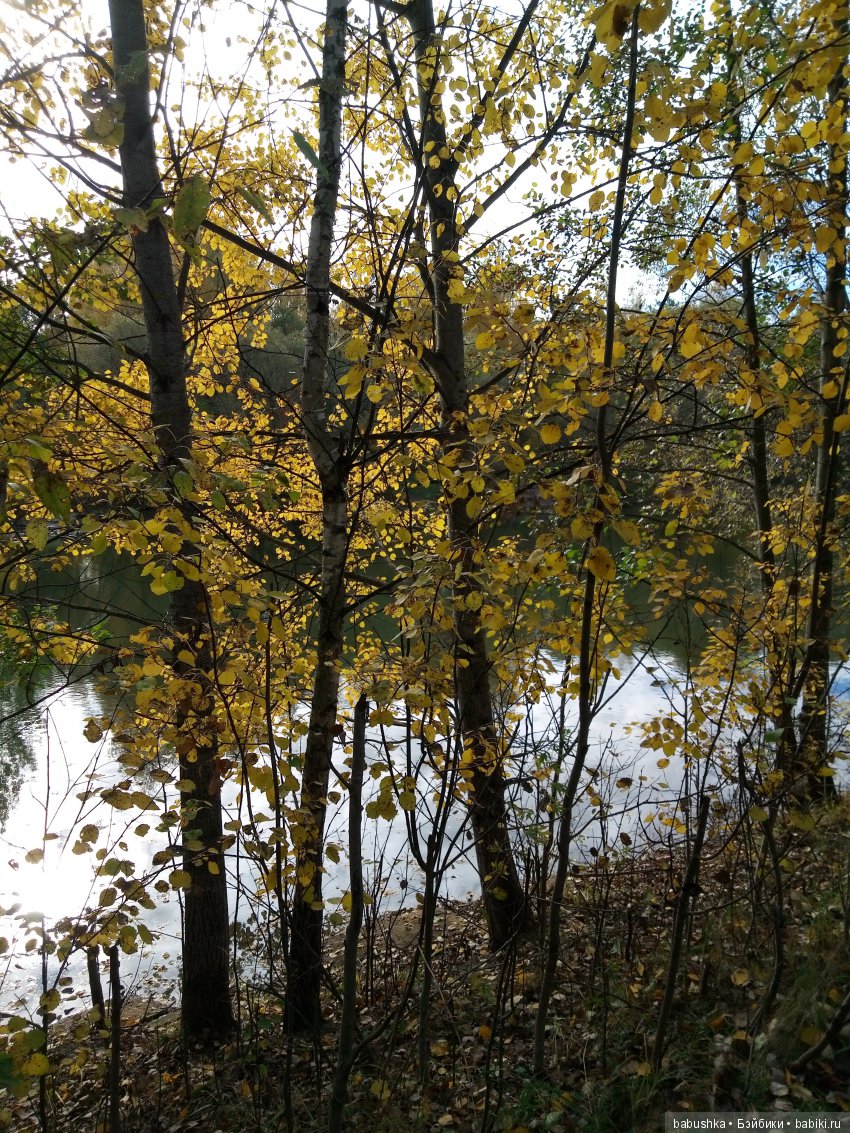 Разнообразие красок осени | Бэйбики Разнообразие красок осени