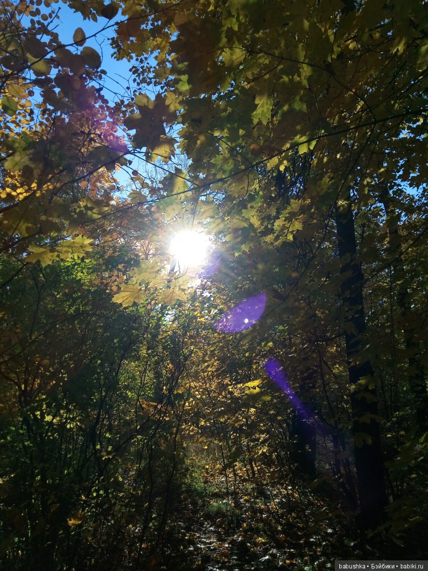 Разнообразие красок осени | Бэйбики Разнообразие красок осени (фото 9)