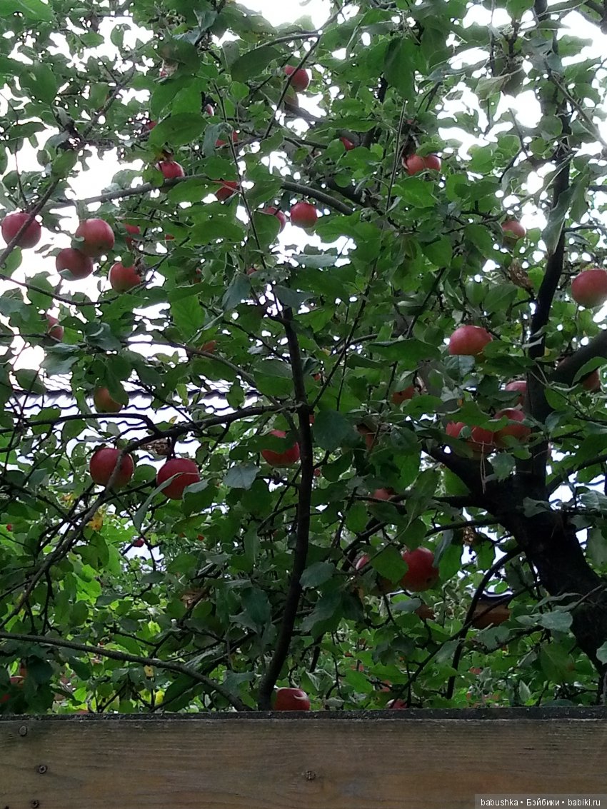 Разнообразие красок осени | Бэйбики Разнообразие красок осени