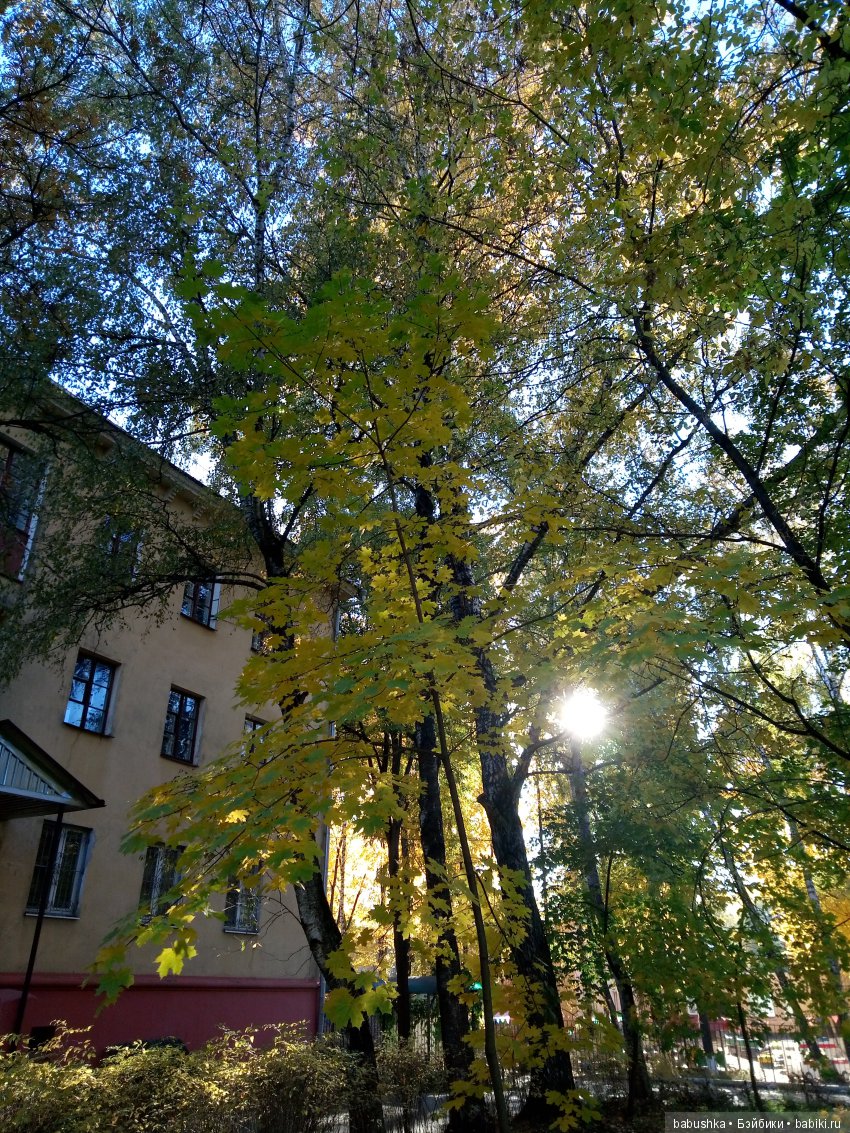 Разнообразие красок осени | Бэйбики Разнообразие красок осени