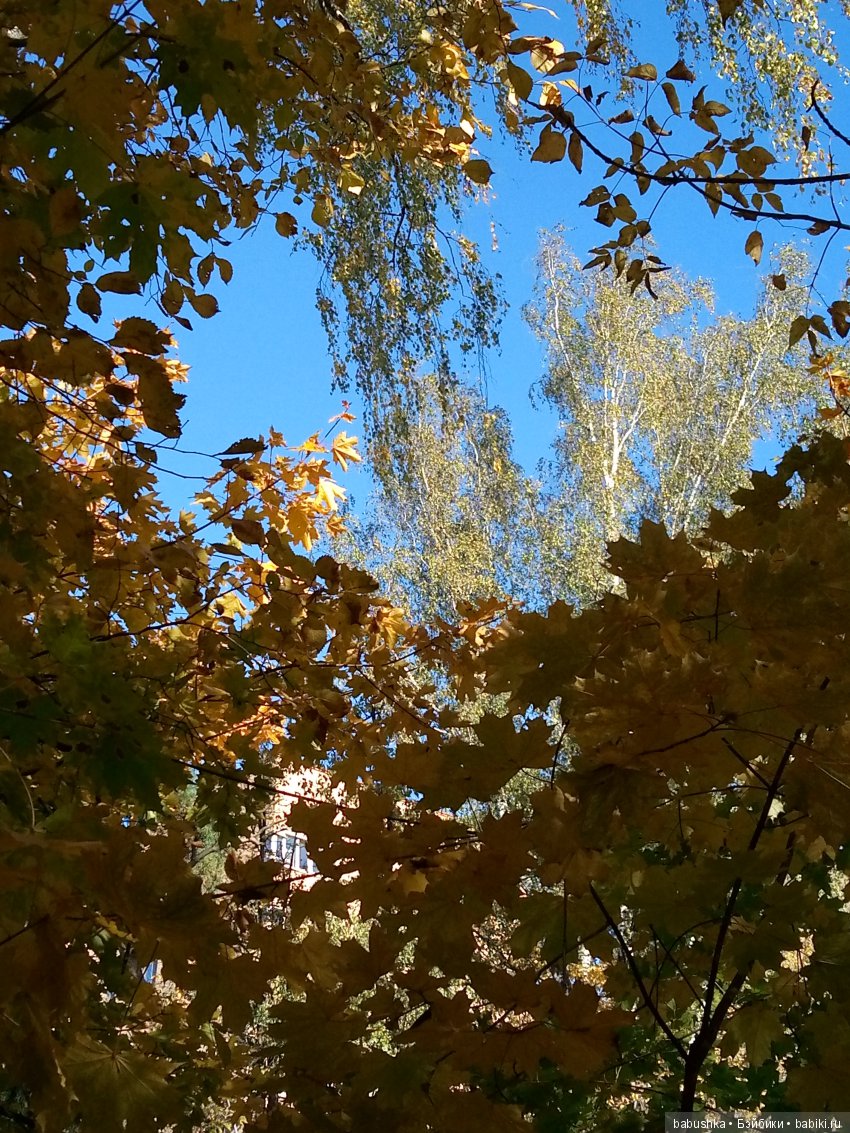 Разнообразие красок осени | Бэйбики Разнообразие красок осени