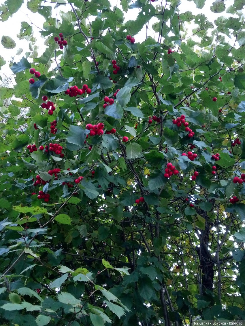 Разнообразие красок осени | Бэйбики Разнообразие красок осени