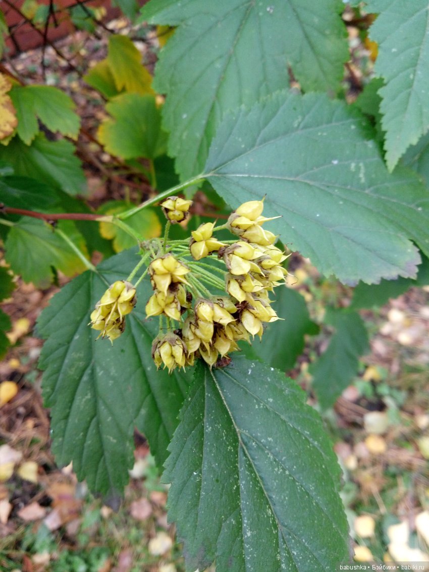 Разнообразие красок осени | Бэйбики Разнообразие красок осени