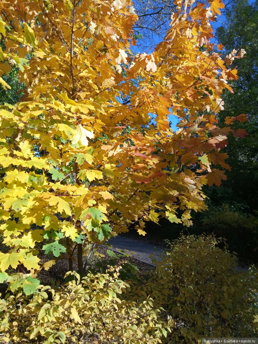 Разнообразие красок осени | Бэйбики Разнообразие красок осени