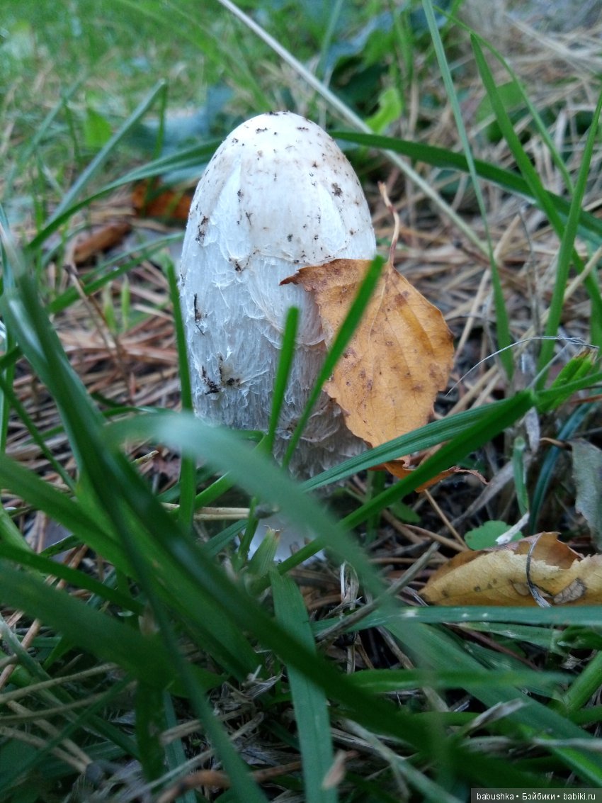 Разнообразие красок осени | Бэйбики Разнообразие красок осени