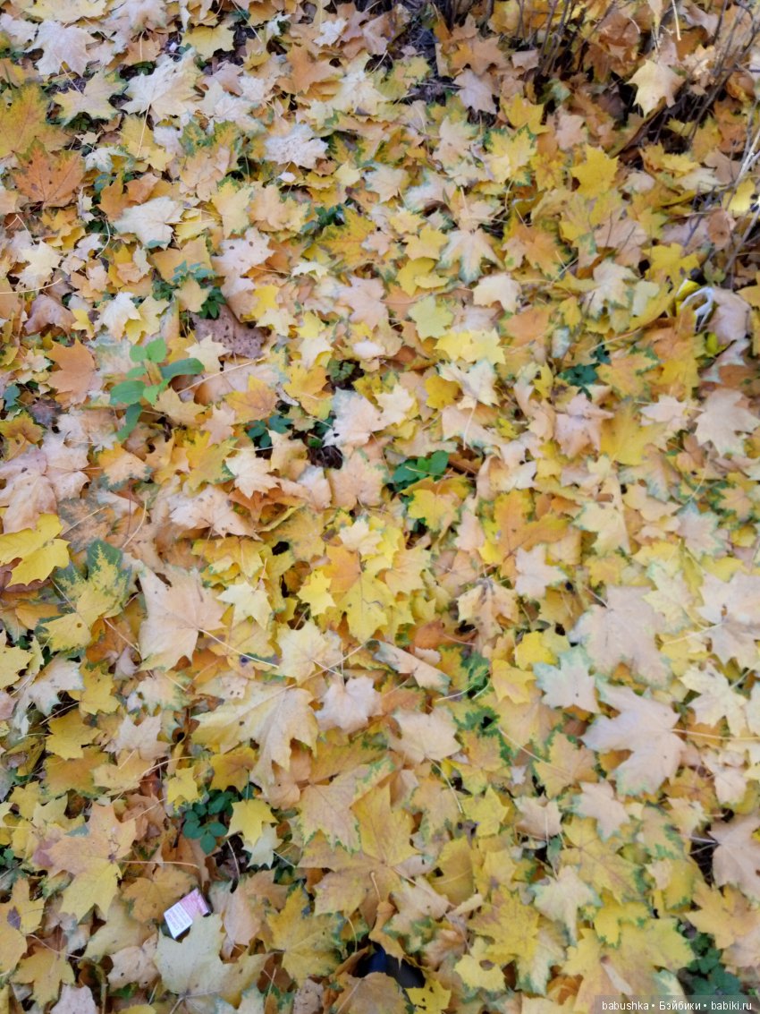 Разнообразие красок осени | Бэйбики Разнообразие красок осени (фото 7)