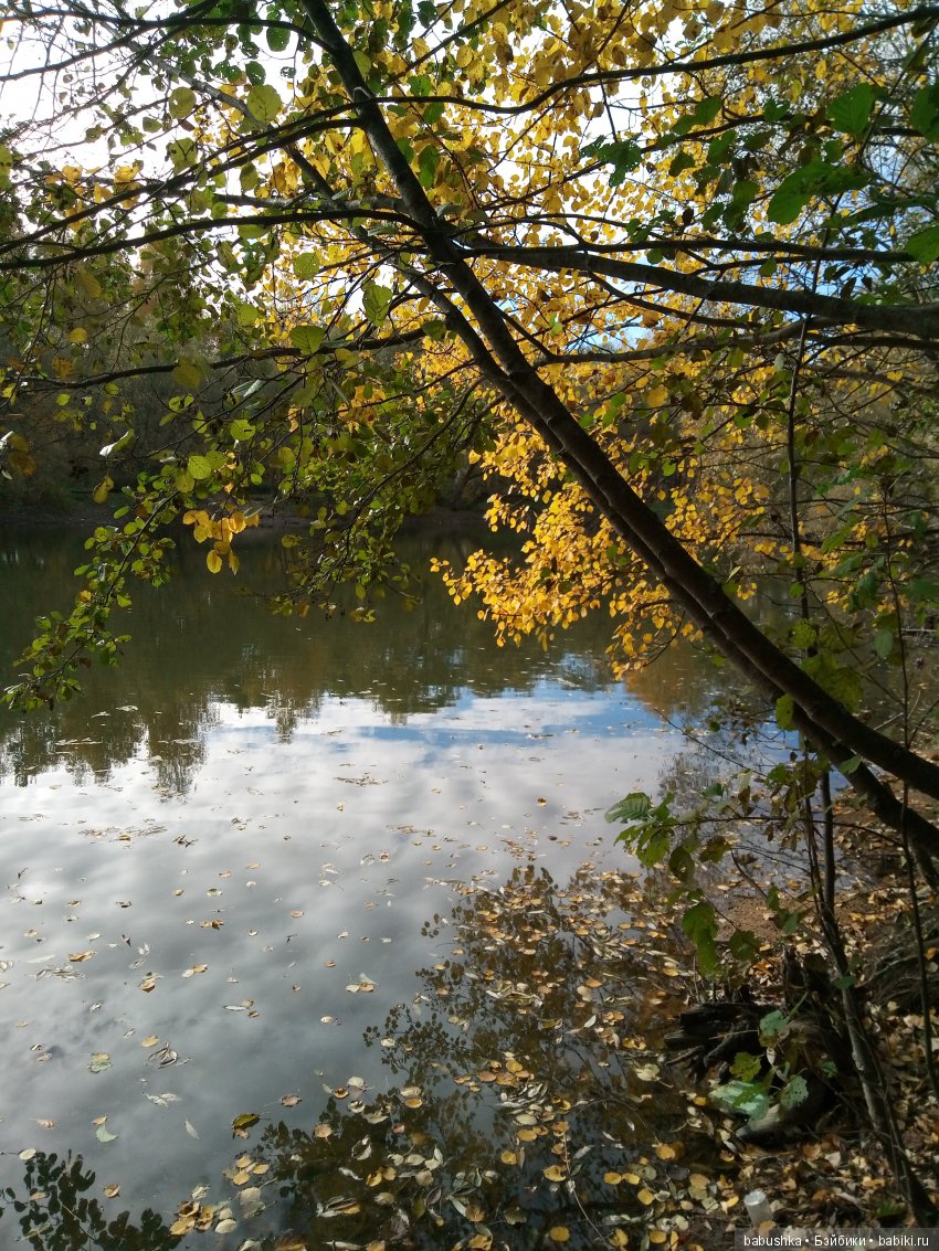 Разнообразие красок осени | Бэйбики Разнообразие красок осени