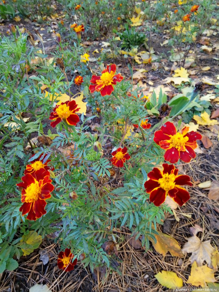 Разнообразие красок осени | Бэйбики Разнообразие красок осени