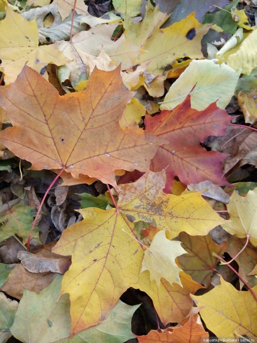 Разнообразие красок осени | Бэйбики Разнообразие красок осени