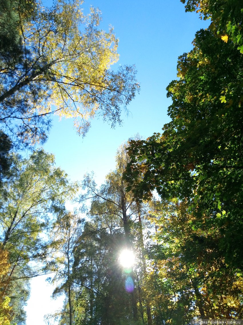 Разнообразие красок осени | Бэйбики Разнообразие красок осени (фото 4)