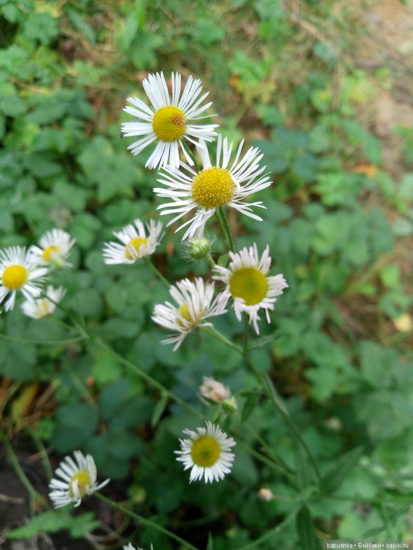 Разнообразие красок осени | Бэйбики Разнообразие красок осени