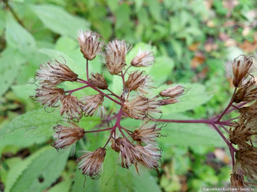 Разнообразие красок осени | Бэйбики Разнообразие красок осени