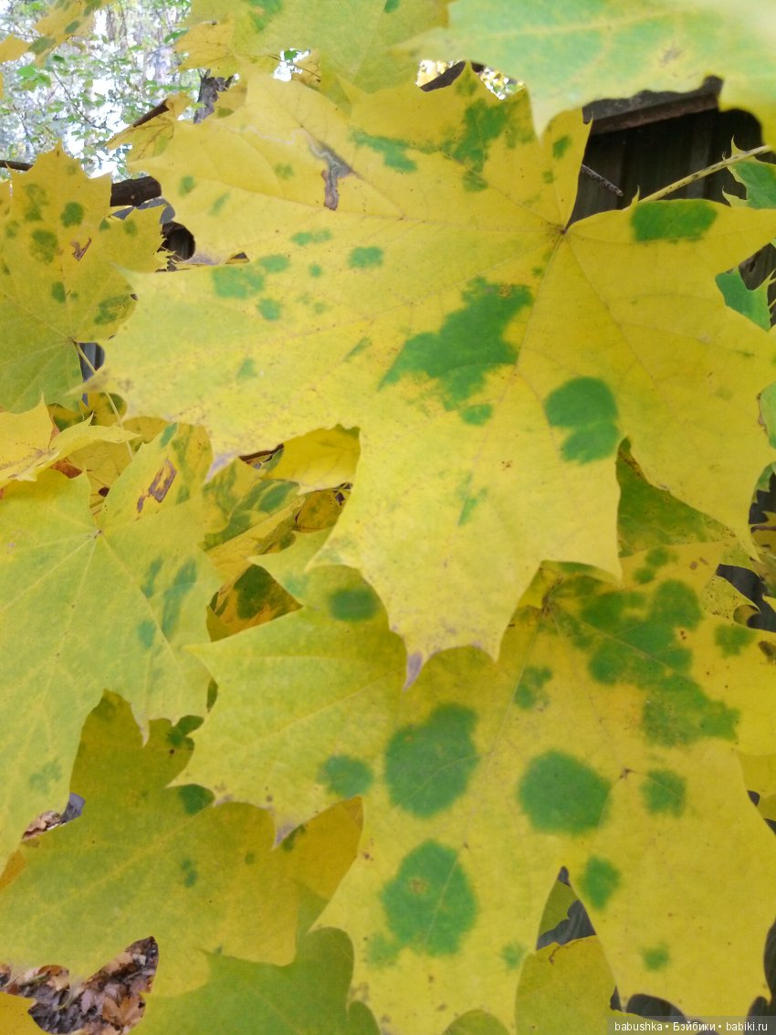 Разнообразие красок осени | Бэйбики Разнообразие красок осени