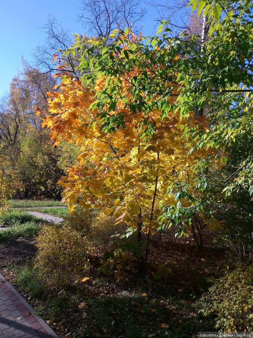 Разнообразие красок осени | Бэйбики Разнообразие красок осени