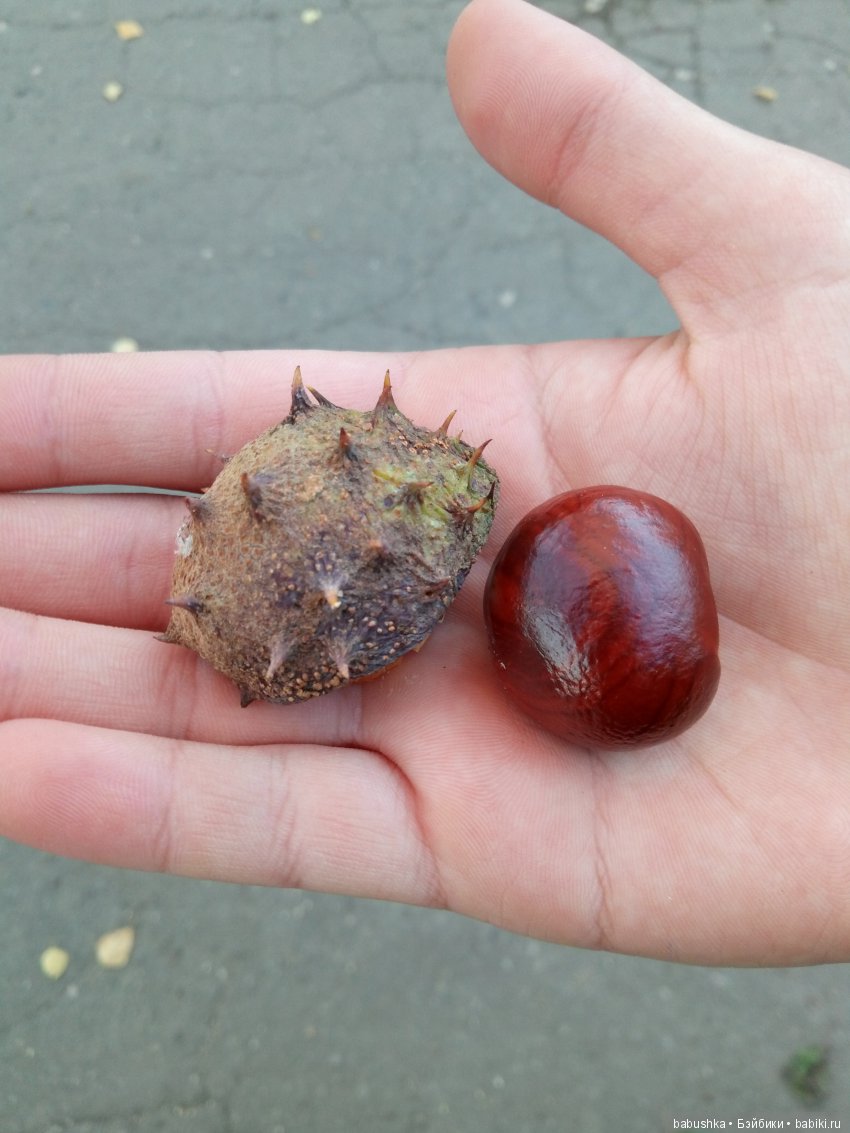 Разнообразие красок осени | Бэйбики Разнообразие красок осени