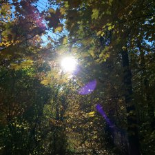 Разнообразие красок осени