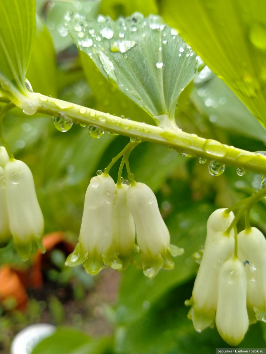 После дождика в четверг — Красивая природа и цветы: фото пейзажей (фото 2)