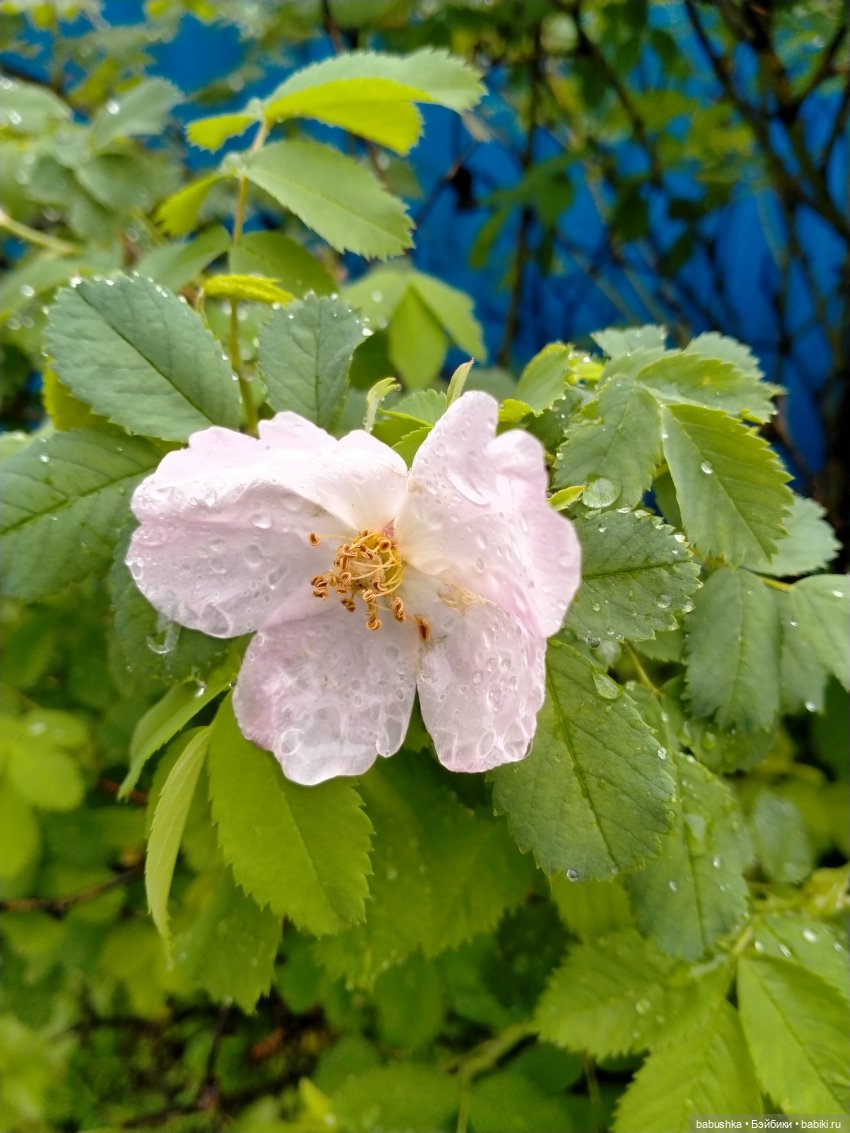 После дождика в четверг — Красивая природа и цветы: фото пейзажей (фото 5)