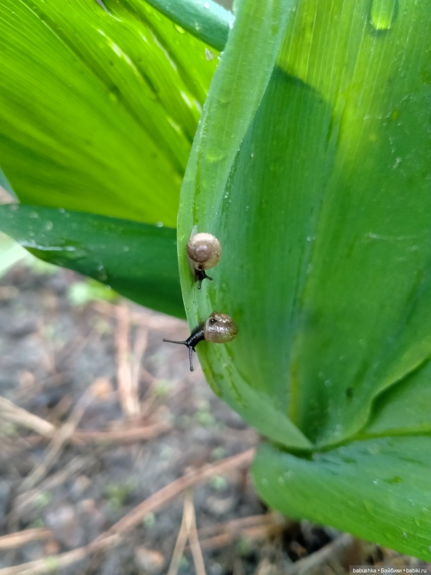 После дождика в четверг — Красивая природа и цветы: фото пейзажей (фото 6)