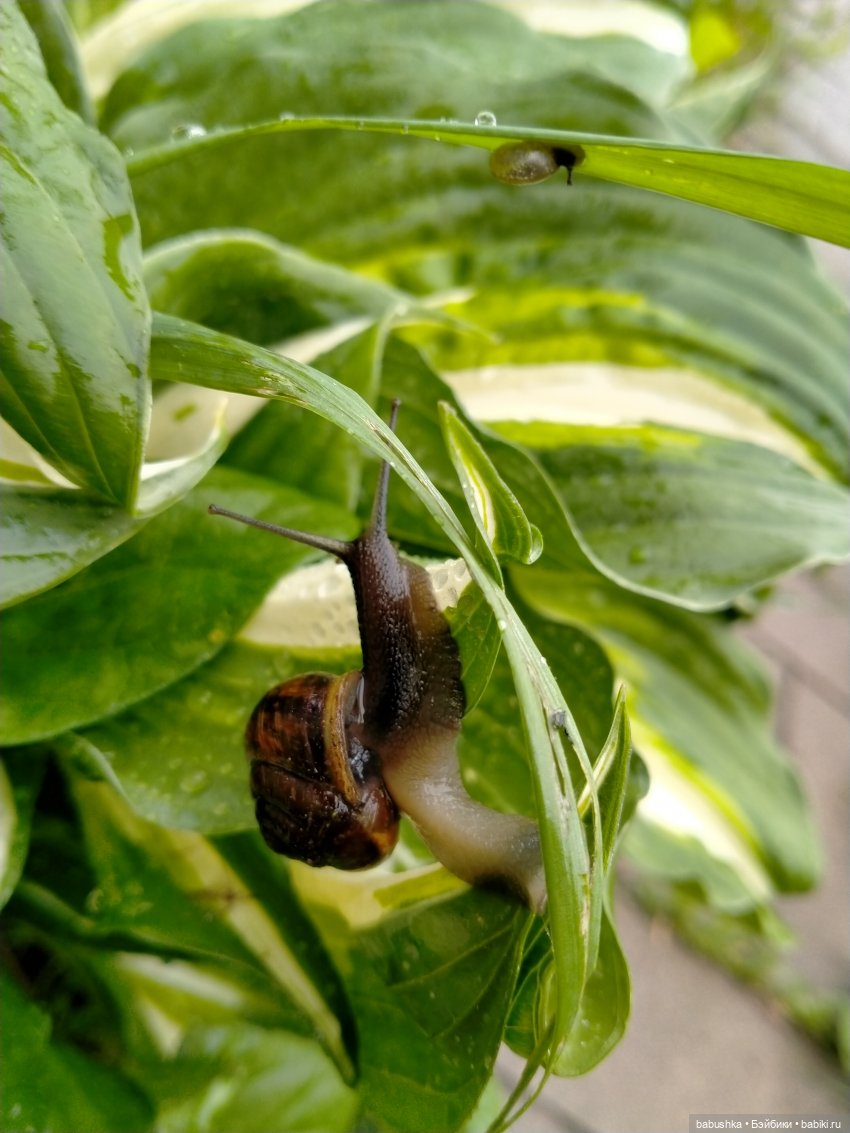 После дождика в четверг — Красивая природа и цветы: фото пейзажей (фото 7)