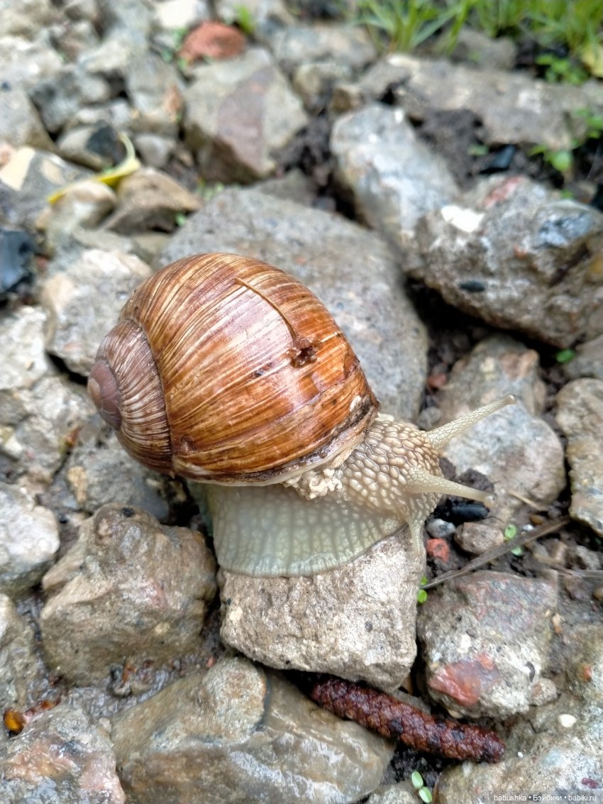 После дождика в четверг — Красивая природа и цветы: фото пейзажей (фото 8)