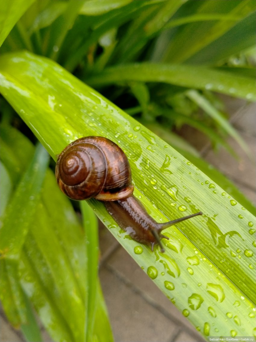 После дождика в четверг — Красивая природа и цветы: фото пейзажей