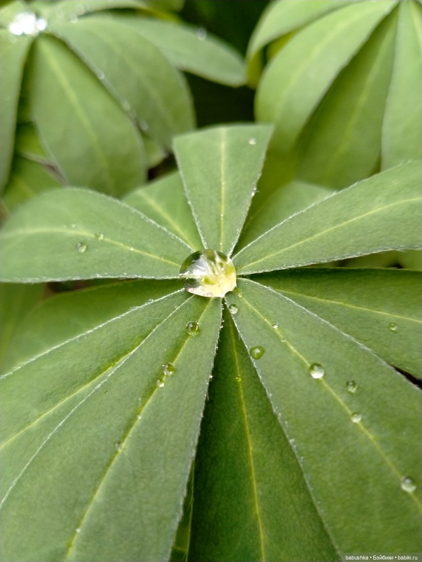 После дождика в четверг — Красивая природа и цветы: фото пейзажей