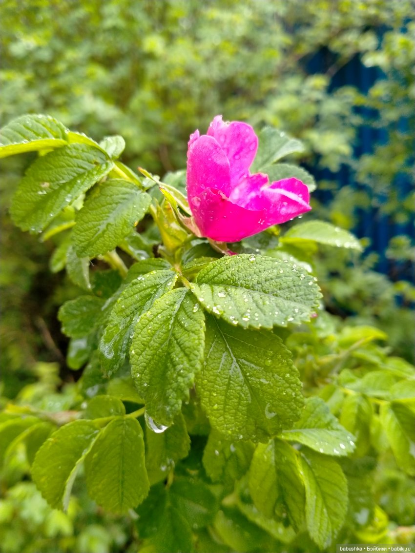 После дождика в четверг — Красивая природа и цветы: фото пейзажей (фото 10)