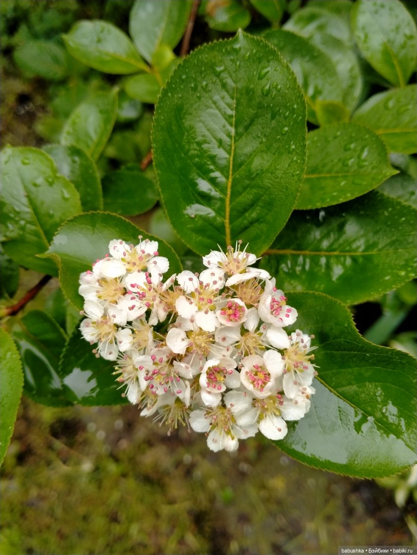 После дождика в четверг — Красивая природа и цветы: фото пейзажей