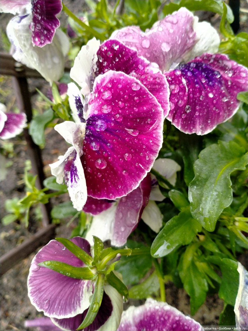 После дождика в четверг — Красивая природа и цветы: фото пейзажей (фото 3)