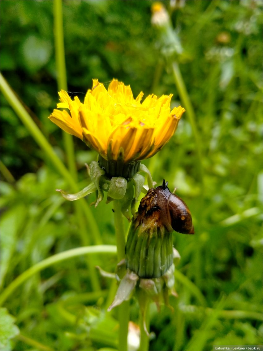 После дождика в четверг — Красивая природа и цветы: фото пейзажей (фото 9)