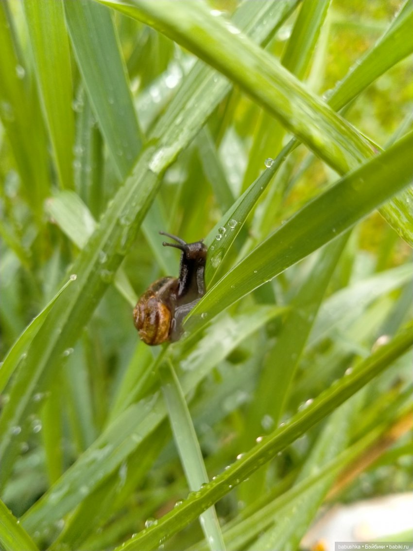 После дождика в четверг — Красивая природа и цветы: фото пейзажей